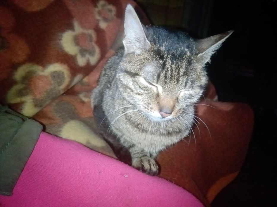 Кошка в хорошие руки