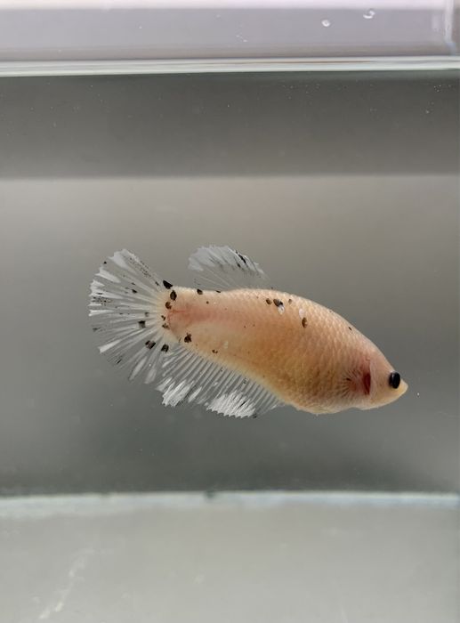 Вуалеві півники