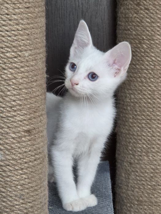 Кот манчкин лонг, 2.5 мес