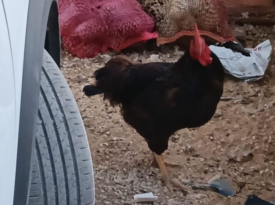 Galo Rhode Island Red