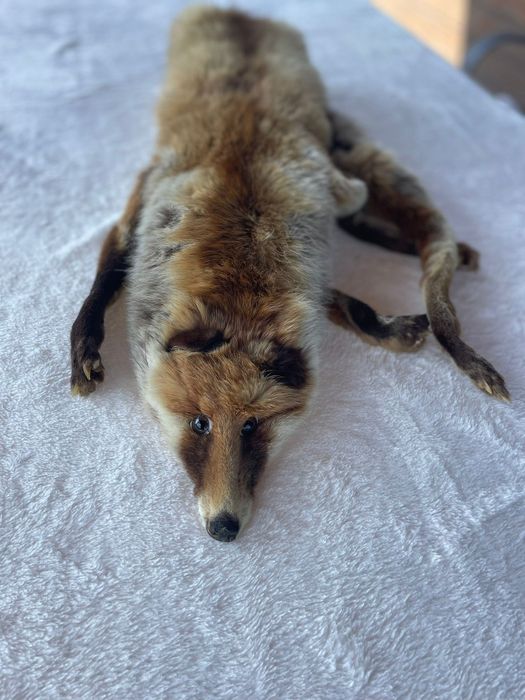 Kołnierz z całego lisa a La prl