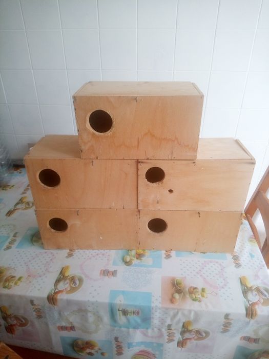 Ninhos de agapórnis rosicolis.