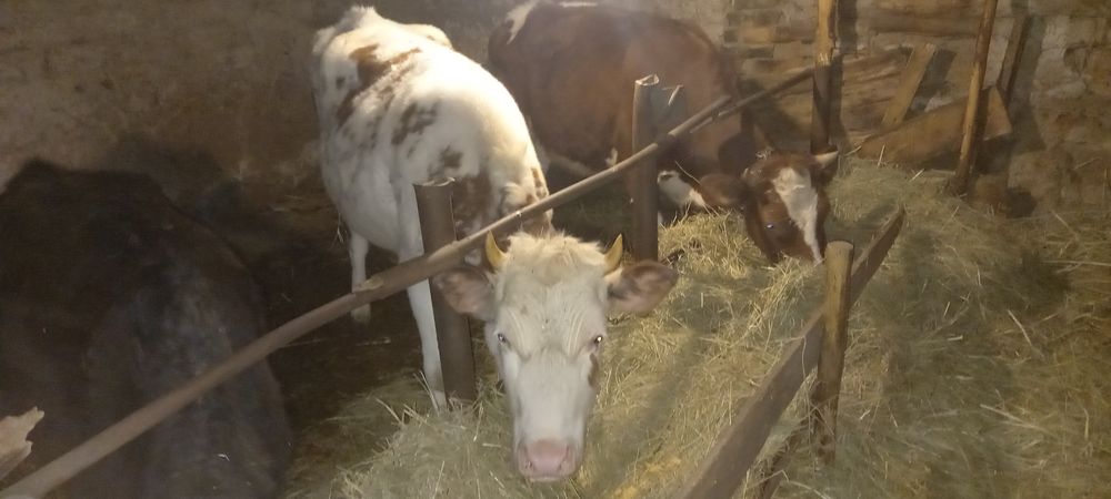 Продам тільних телиць