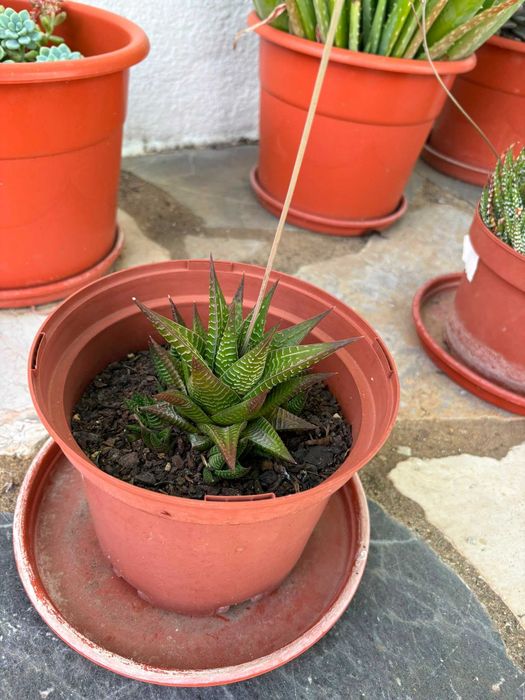 Vasos Grandes Plantas Variadas