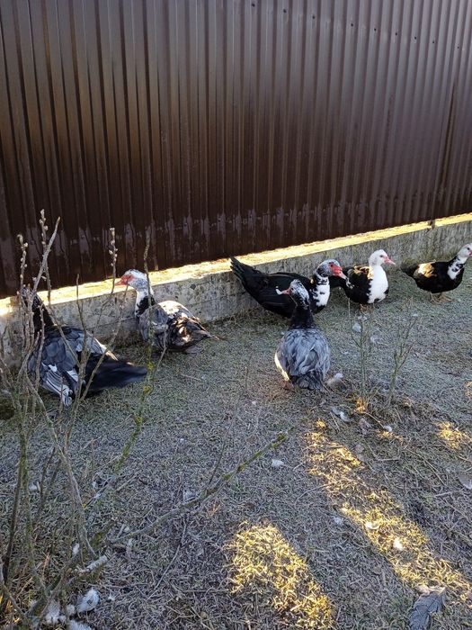 Індокачки, качури та качки, або парами