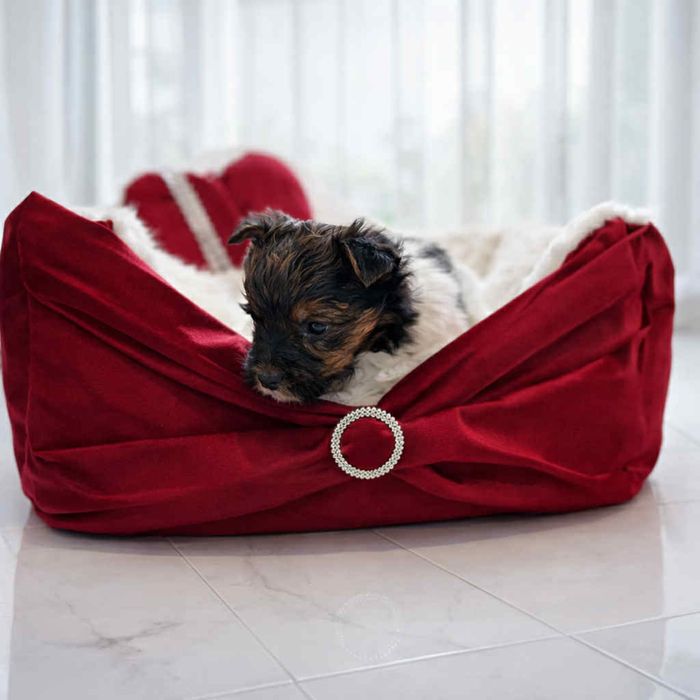 Urocza dziewczynka Yorkshire Terrier Biewer szuka nowego domu