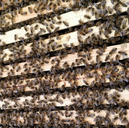 Pszczoły, rodziny, odkłady, ramka wielkopolska, warszawska poszerzana