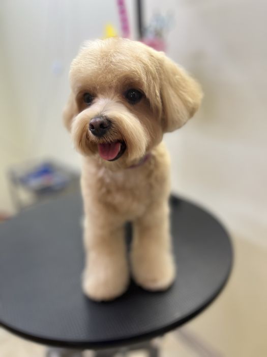 Стрижка собак та котів  зоолавка vorona