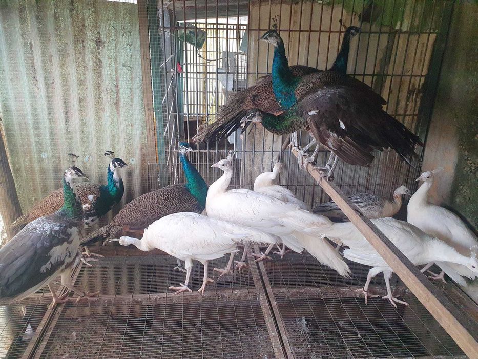 Pavões brancos e azuis