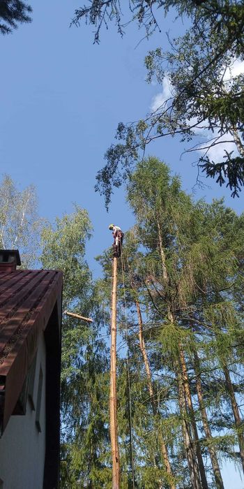 Wycinka drzew i pielęgnacja
