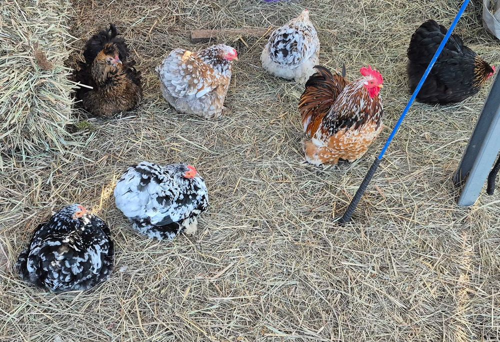 Jajka lęgowe kochin miniaturowy