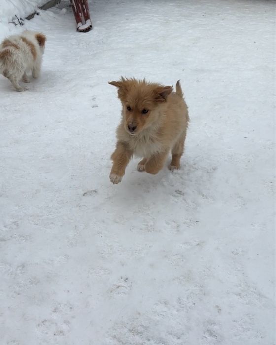 Цуценя - дівчинка