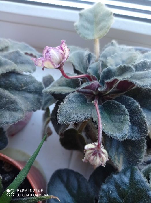 Сенполия, Узамбарская фиалка, 2 сорта