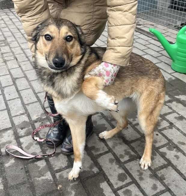 Młodziutka suczka szuka domku, jest w schronisku.