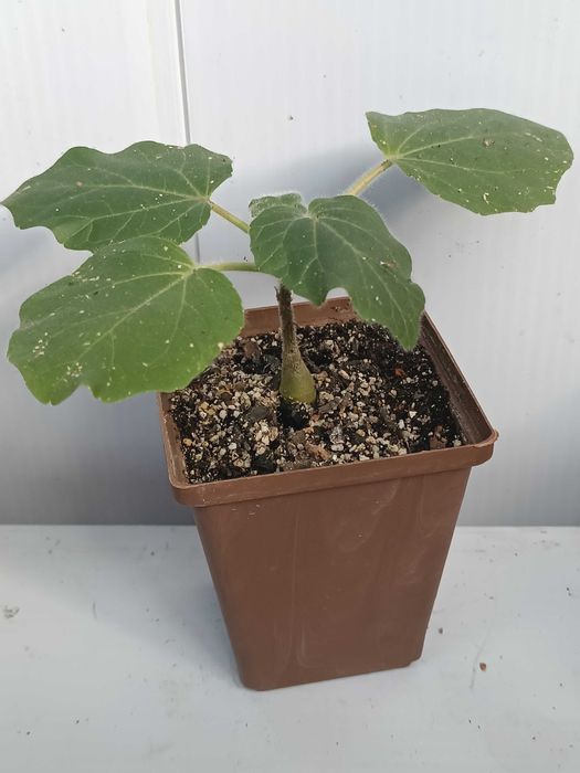 Uncarina roeoesliana