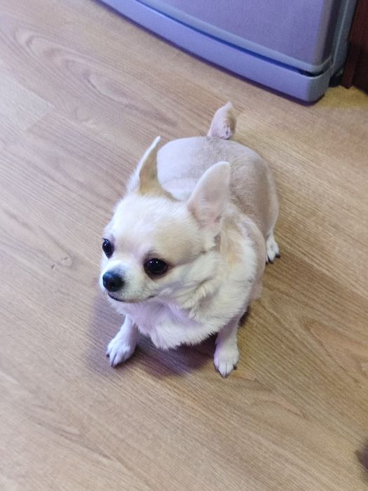 Шукаю родину для Дівчинки Чихуахуа!