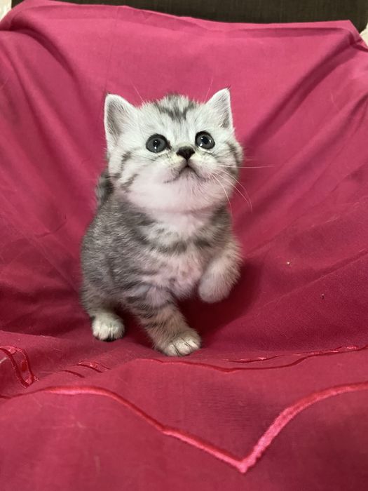 Шотландська прямовуха красуня