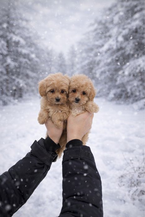 Дівчатка Мальтіпу Ф1.