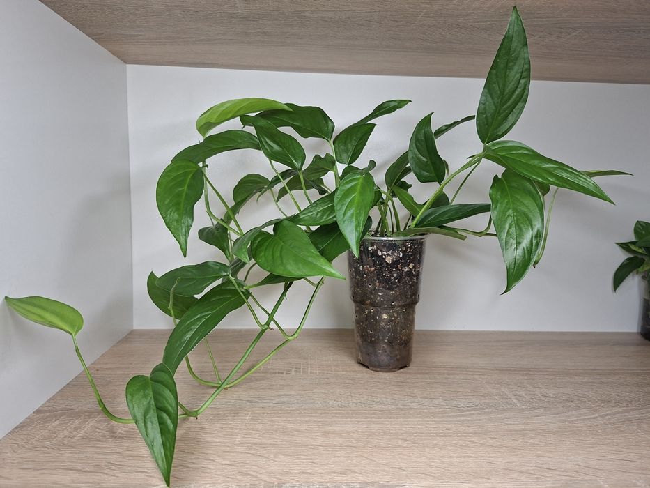 Monstera Obliqua Colombian Form