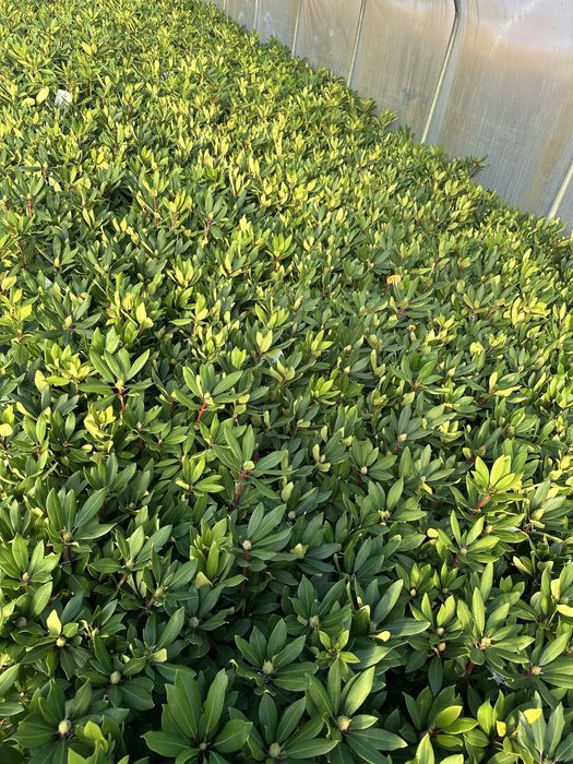 Rododendrony 4L Różne Kolory