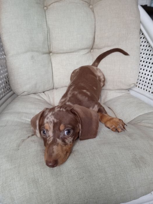 Jamnik krótkowłosy