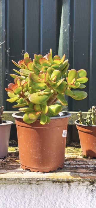 Suculenta (Planta Jade)   "Crassula ovata"