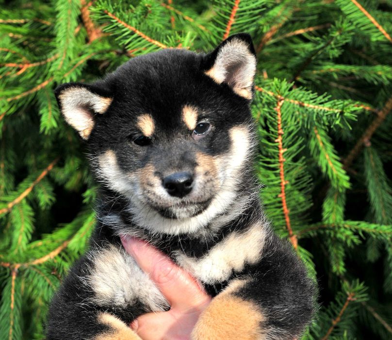 Цуценята Шиба, Сіба , shibainu