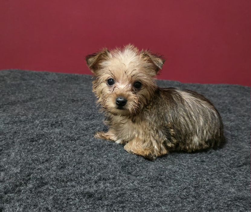Yorkshier terrier gold super miniatura