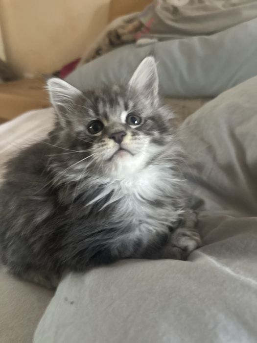 Офіційний розплідник Мейн кун