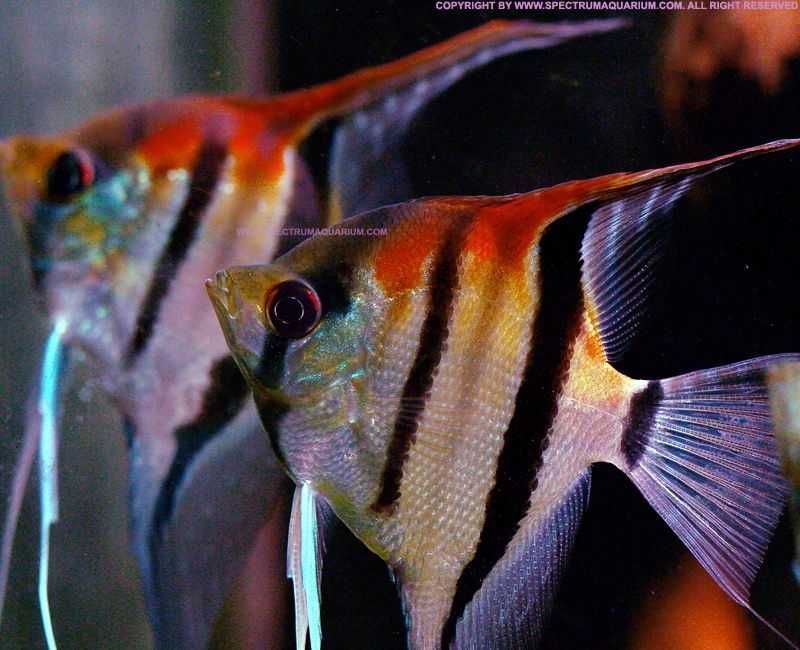 Escalar Manacapuru (Pterophyllum scalare)