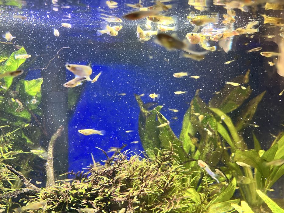 Gupiki mix kolorowe zdrowe