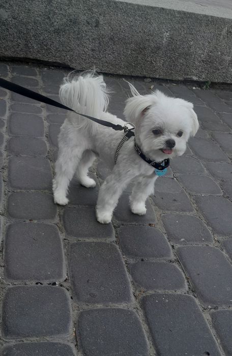 Вязка мальтезе міні