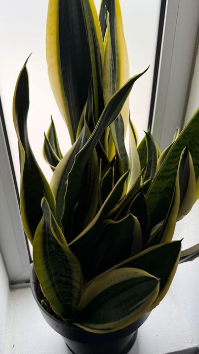 Sansevieria trifasciata ‘Laurentii’