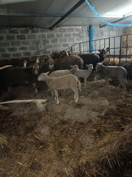 Borregos cruzados de Ile France