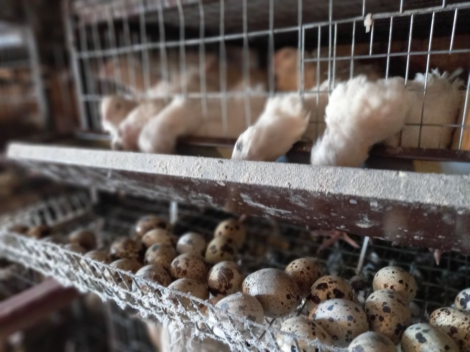 Перепілки. Перепелині яйця.