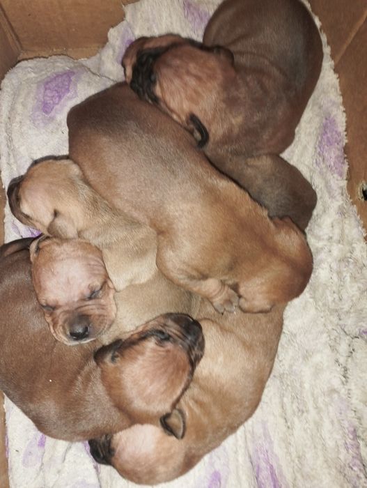 Стаффордширский терьер