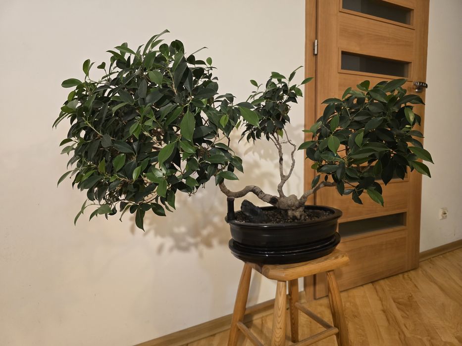 Drzewko Bonsai Fikus