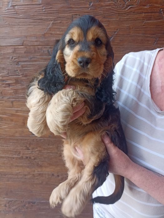 Cocker spaniele do odbioru ok 20.08 ostatnia suczka