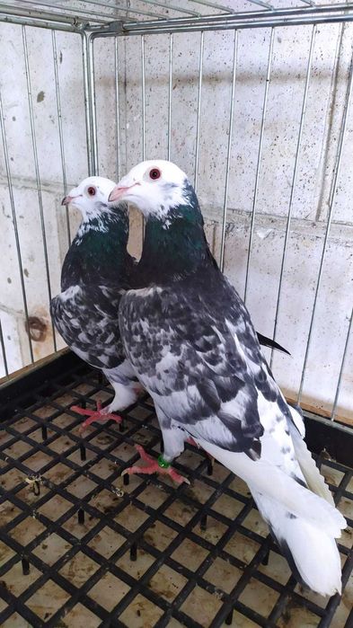 Gołebie pocztowe w roznych barwach