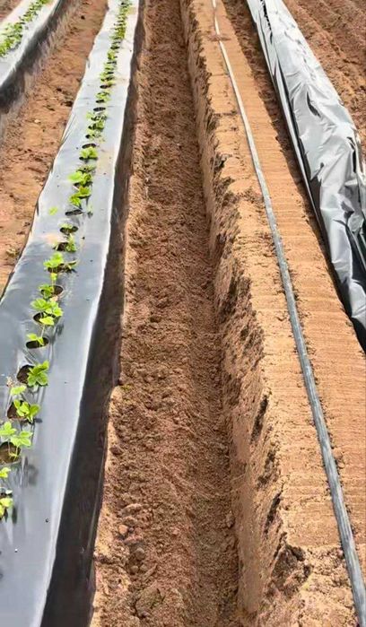 Плівка мульчуюча /плівка для мульчування полуниці/ капельний полив ОПТ