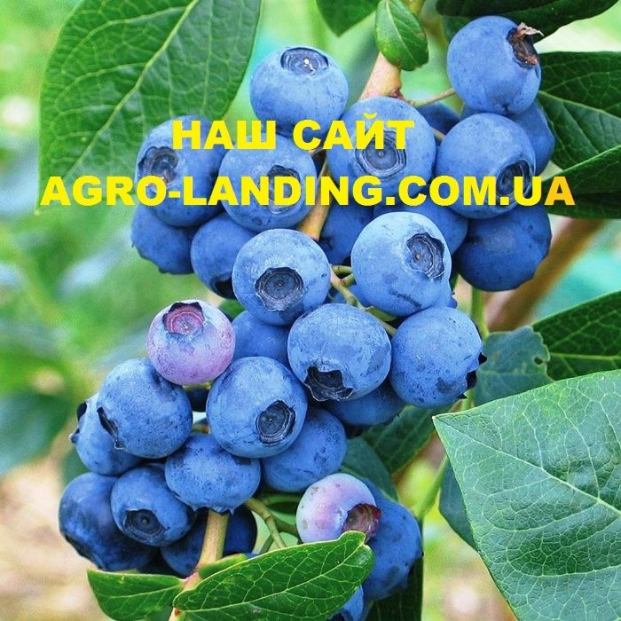 Саджанці врожайної лохини і жимолості в горщику + Подарунок