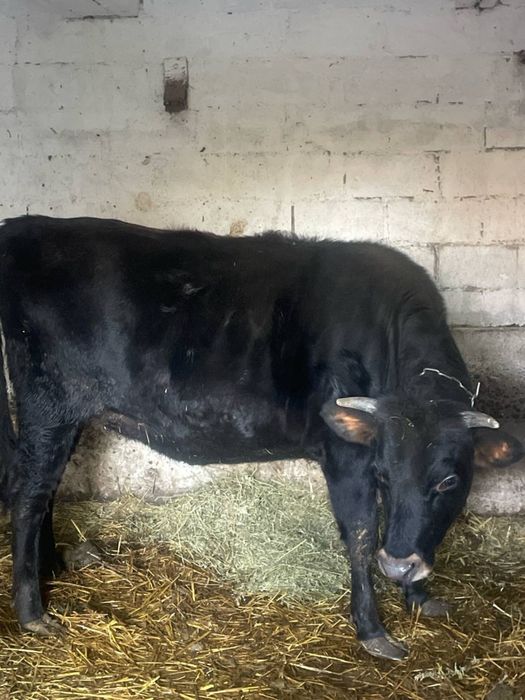 Тільну теличку Джерсейку на утримання