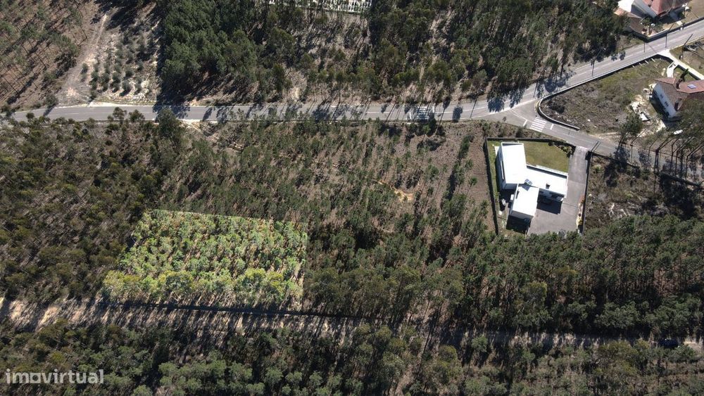 Terreno Florestal — Matas E Cercal, Santarém