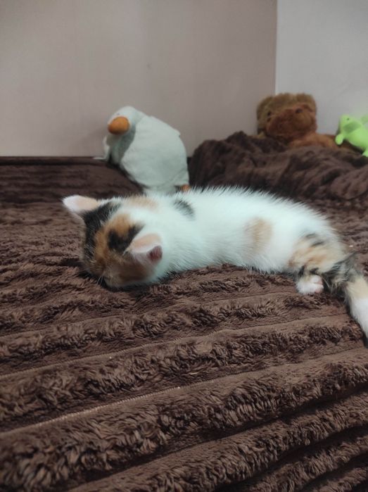 Отдам котят бесплатно