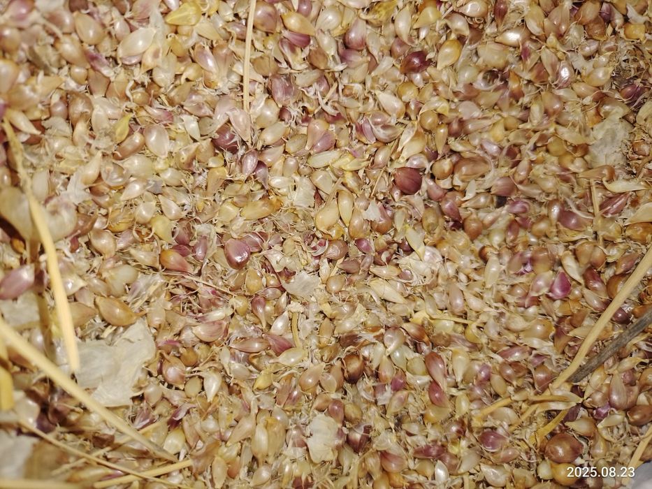 Продам семена воздушки