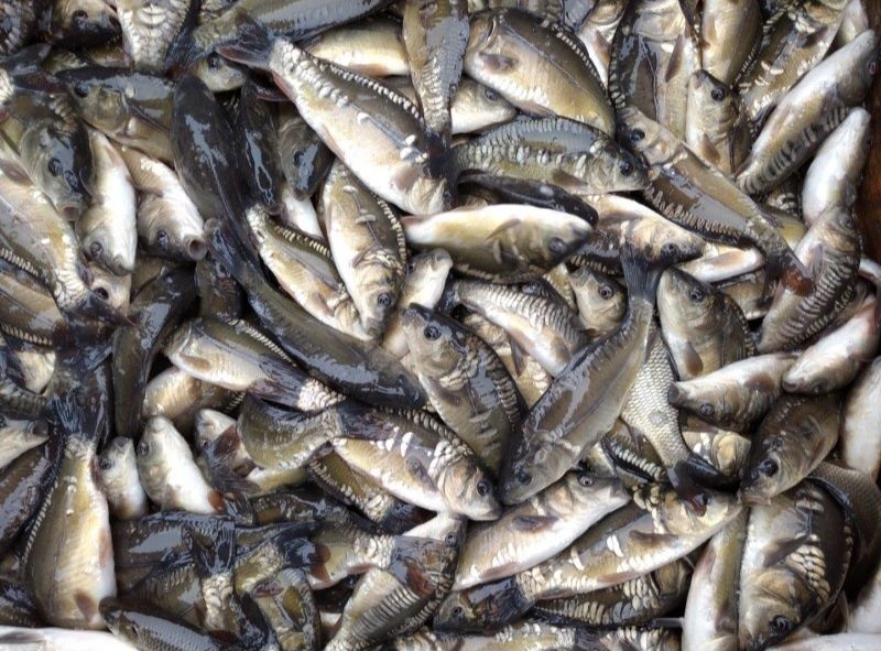 Продам зарибок коропа