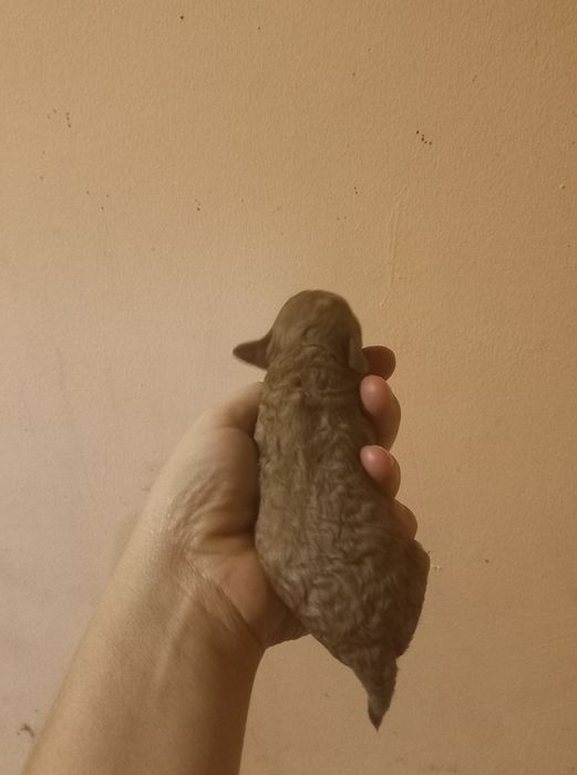 Девочки с многоплодной линии.