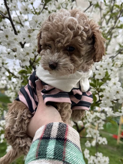 Мальтіпу мальтипу