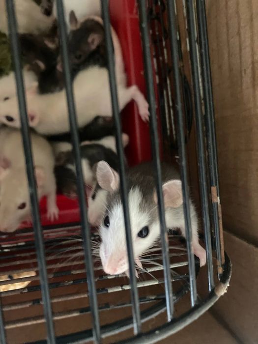 Редкие окрасы крысок Дамбо