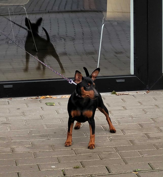 Pinczer miniaturowy Baltic Residence FCI, ZKwP, suczka